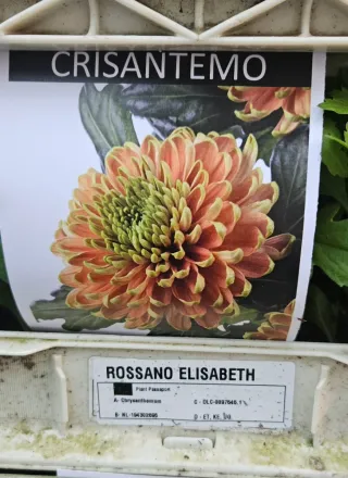 Crisântemo Rossano Elisabeth