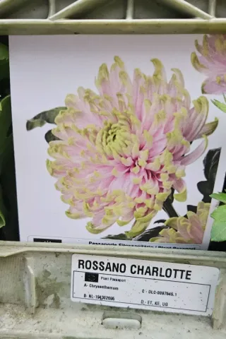 Rossano Charlotte Chrysanthemum