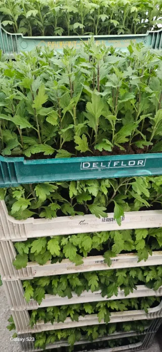 Rossano Charlotte Chrysanthemum