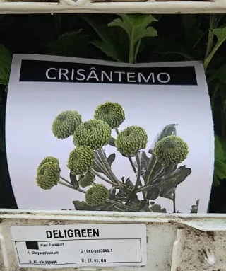 Crisântemo Deligreen