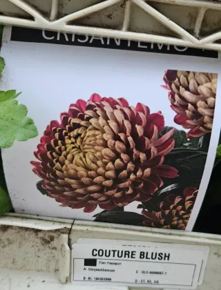 Chrysanthemum Couture Blush