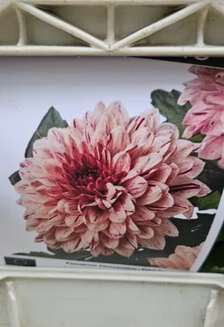 Chrysanthemum