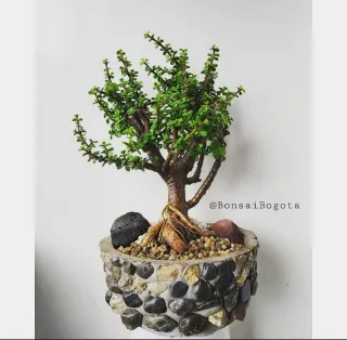 Bonsái de Jade (Crassula ovata)