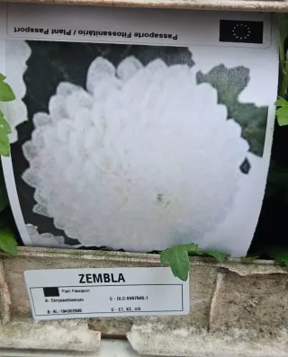 Chrysanthemum ZEMBLA