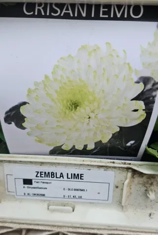 Crisântemo ZEMBLA LIME