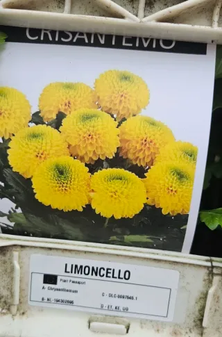 Crisântemo Limoncello Amarelo