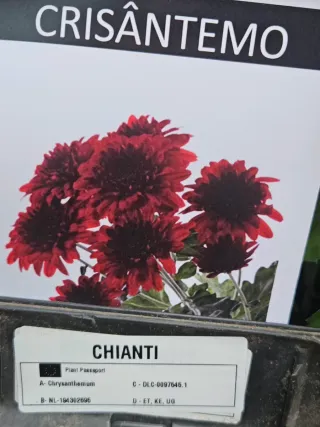 Crisântemo Chianti