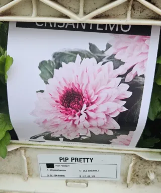 Crisântemo Pip Pretty
