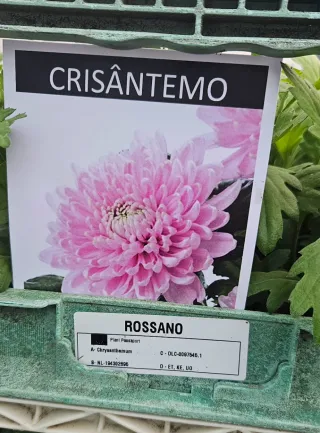 Crisântemo Rossano