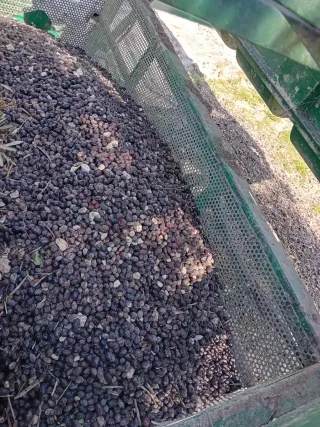 Criba de aceitunas con torre