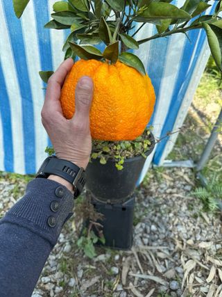Mandarino King (Citrus Reticulata)