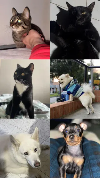 Cuidador de mascotas