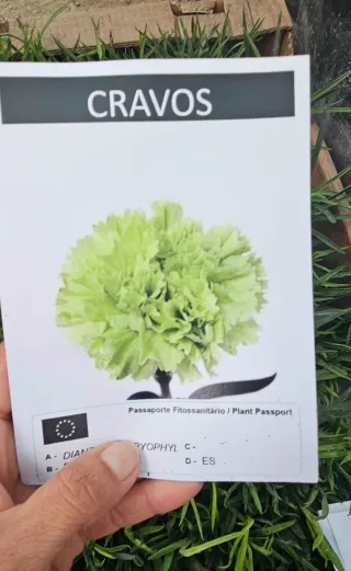 Cravo verde