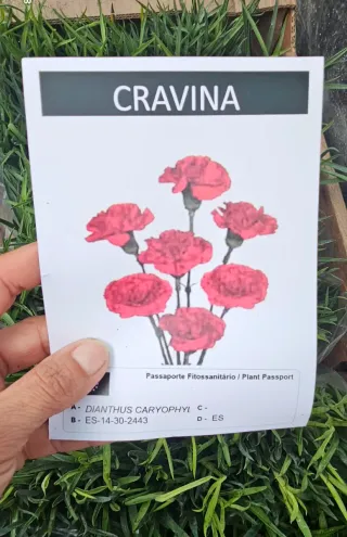 Cravina