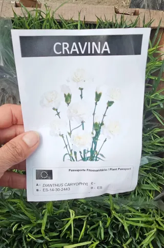 Cravina