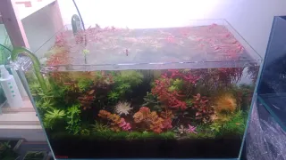 Pack plantas acuario