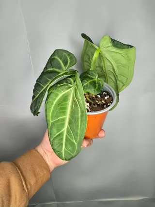 Anthurium "Villenaorum"