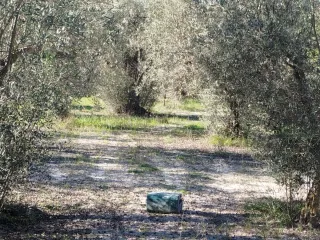 Terreno en Penáguila, Alicante - Olivar