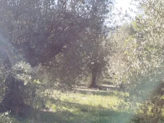 Terreno en Penáguila, Alicante - Olivar