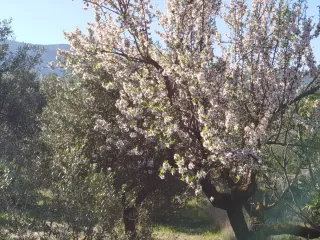 Terreno en Penáguila, Alicante - Olivar