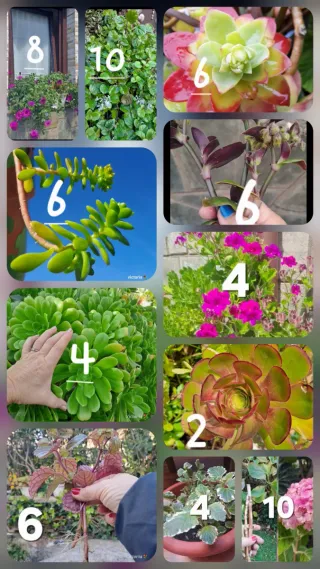 Lote Esquejes variados de plantas