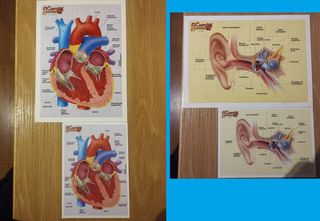 Colección El Cuerpo Humano (30 tomos)