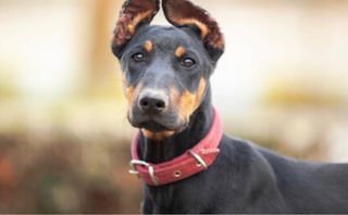 Entrenador Canino de todo tipo de perros y razas.