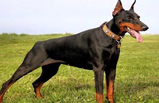 Entrenador Canino de todo tipo de perros y razas.