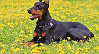 Entrenador Canino de todo tipo de perros y razas.