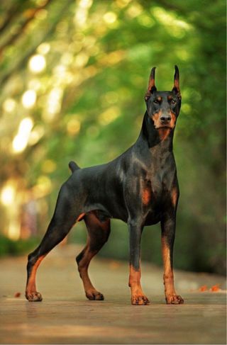 Entrenador Canino de todo tipo de perros y razas.