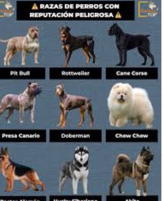 Entrenador Canino de todo tipo de perros y razas.