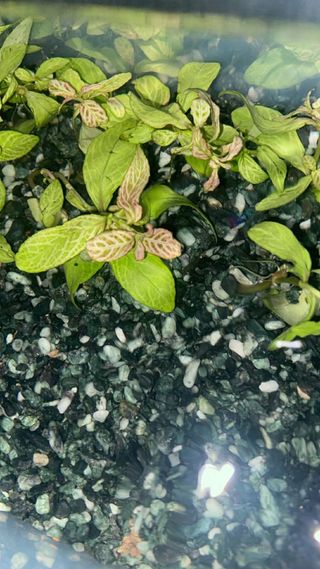 Hygrophila polysperma 'Rosa Nervis'