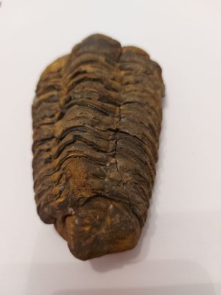Fósil Trilobites