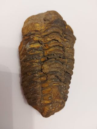 Fósil Trilobites