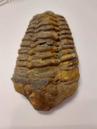 Fósil Trilobites