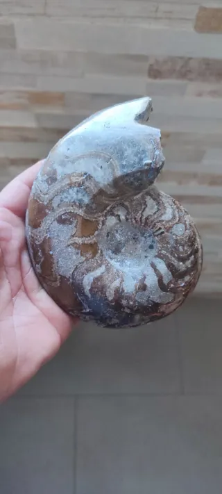 Fósil Ammonite