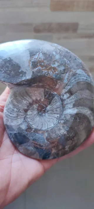 Fósil Ammonite