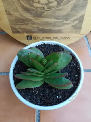 Crassula cf. perfoliata "Borracha"