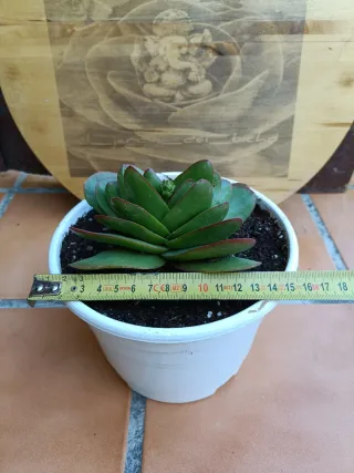 Crassula cf. perfoliata "Borracha"