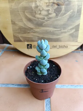 Crassula plegmatoides #1