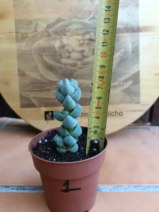 Crassula plegmatoides #1