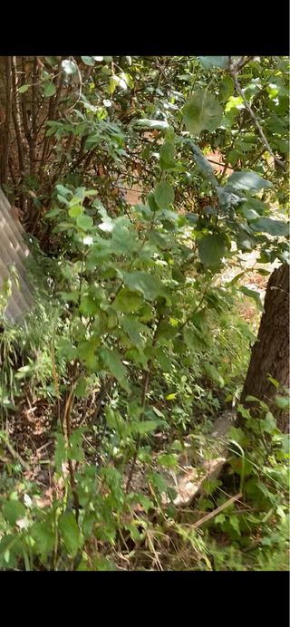 Limpieza terrenos, vaciado de locales...