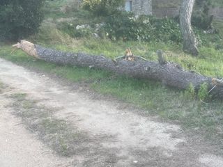 Leña para chimenea o barbacoa, gratis