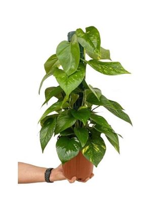 Poto Epipremnum con tutor 60cm