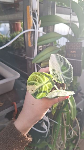 Alocasia Ninja MINT Variegada Mini