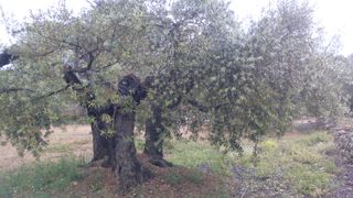 Leña de olivo de poda reciente