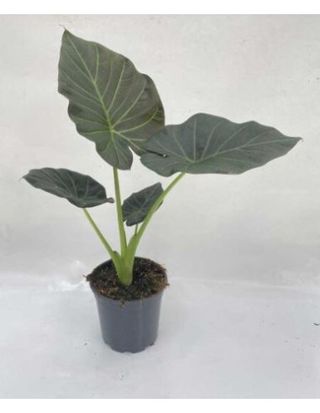 Alocasia Regal Shields Grande 45cm