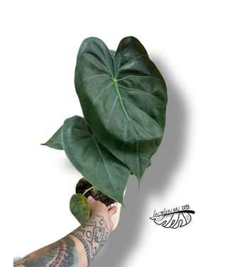 Alocasia Regal Shields Grande 45cm