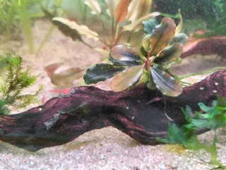 Tronco natural con buce y musgo de 25 cm