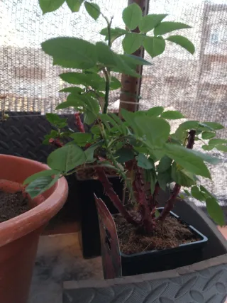 Rosas Chrysler Imperial - Flor Terciopelo